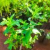 Pepper Mint