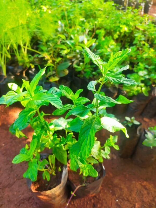 Pepper Mint