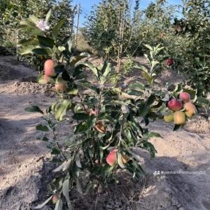 Anna Apple Tree Seedlings