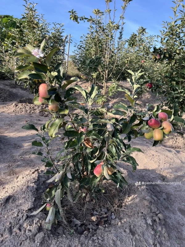 Anna Apple Tree Seedlings
