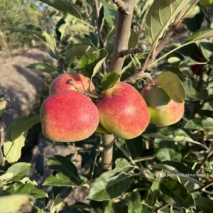 Anna Apple Tree Seedlings