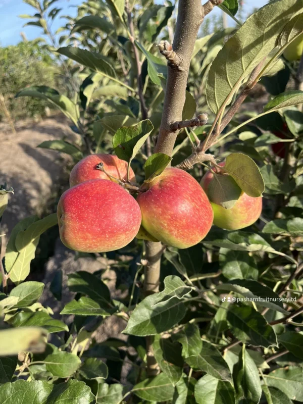 Anna Apple Tree Seedlings