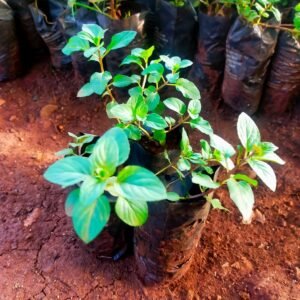 Chocolate Mint