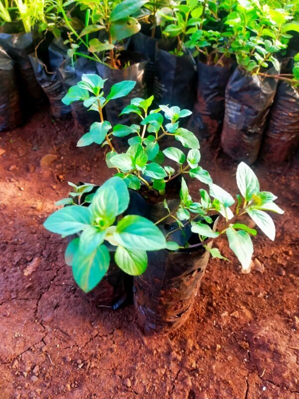 Chocolate Mint