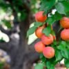 Apricot fruit Seedlings
