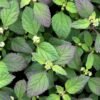 Phyla Dulcis ( Aztec Sweet Herb) Seedlings