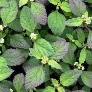Phyla Dulcis ( Aztec Sweet Herb) Seedlings