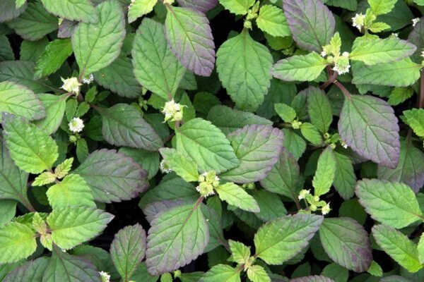 Phyla Dulcis ( Aztec Sweet Herb) Seedlings