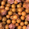 Cape Gooseberry seedlings