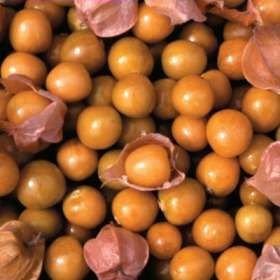 Cape Gooseberry seedlings