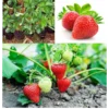 Chandler Strawberry Seedlings