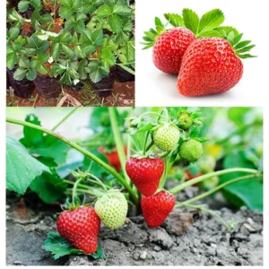 Chandler Strawberry Seedlings
