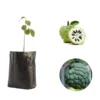 Custard Apple Fruit Seedling