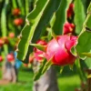 Dragon Fruit Seedlings