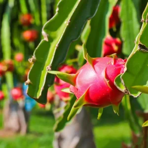 Dragon Fruit Seedlings