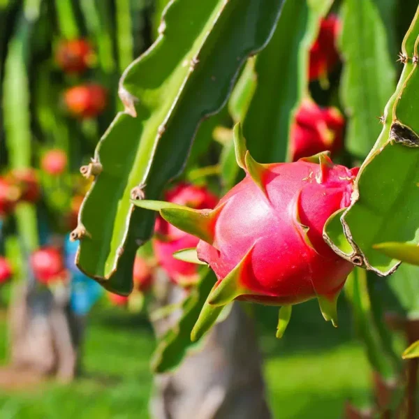 Dragon Fruit Seedlings