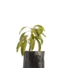 Fuerte Avocado Fruit Seedling