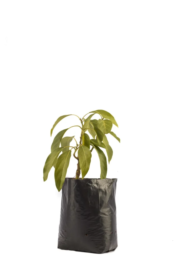 Fuerte Avocado Fruit Seedling