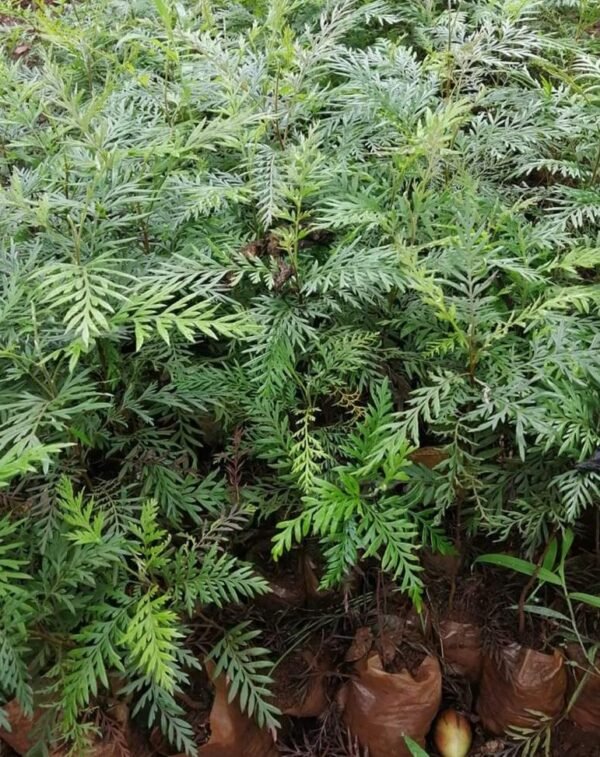 Grevillea robusta