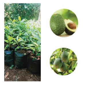 Hass Avocado Seedlings