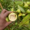 White Guava Seedlings