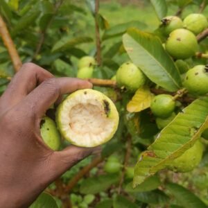 White Guava Seedlings
