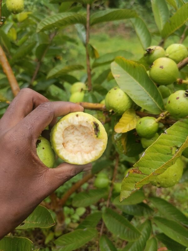 White Guava Seedlings