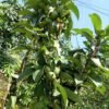 Granny Smith Apples Seedlings