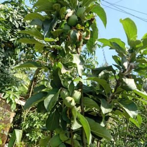 Granny Smith Apples Seedlings