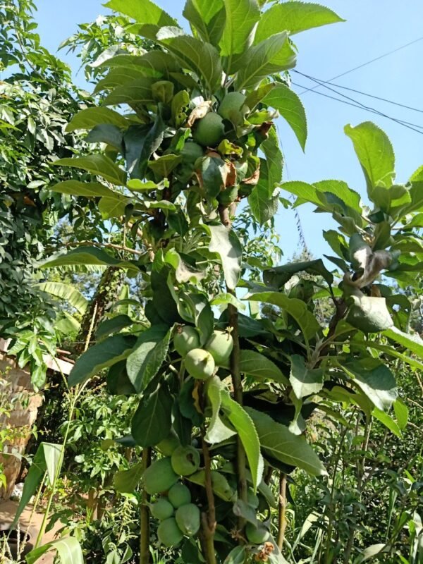 Granny Smith Apples Seedlings