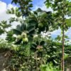 Fuji Apples Seedlings