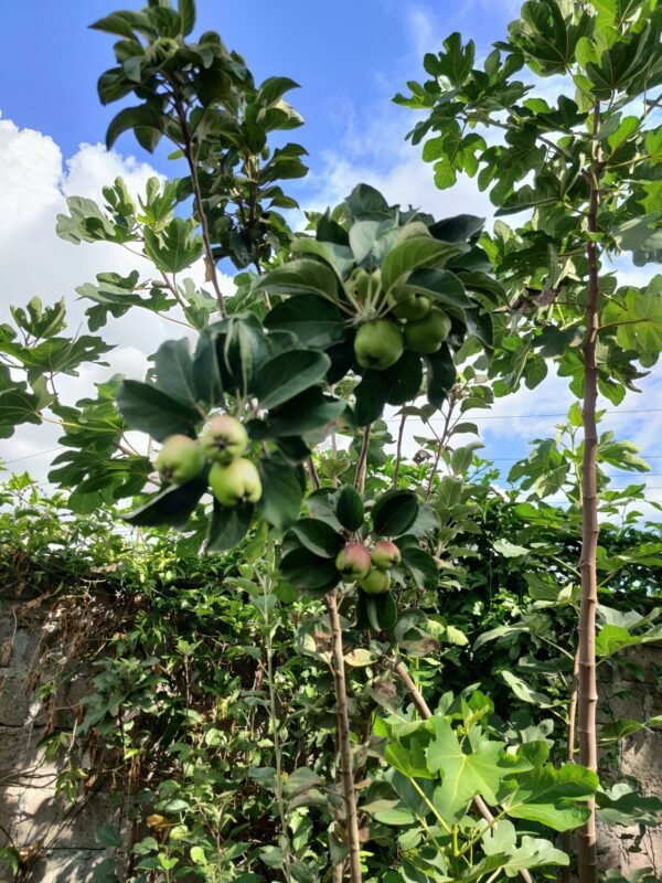 Fuji Apples Seedlings
