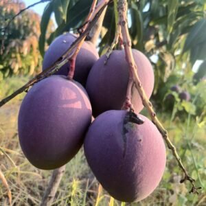 Tommy Atkins Mango Seedlings