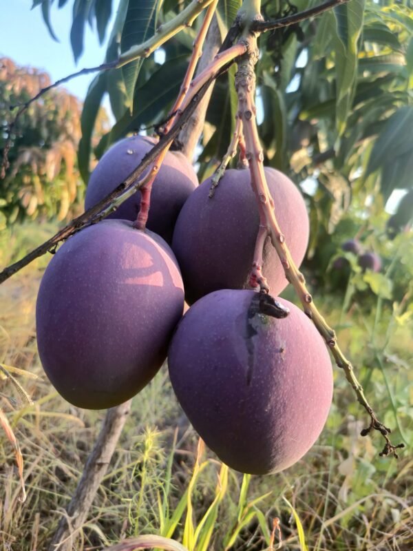 Tommy Atkins Mango Seedlings