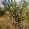 Grafted Apple Mango Seedlings