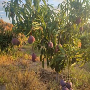 Grafted Apple Mango Seedlings