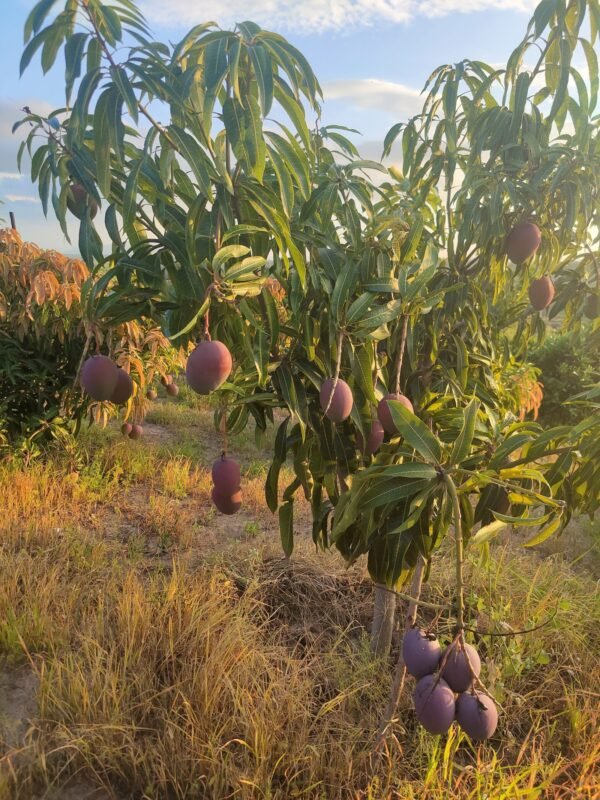 Grafted Apple Mango Seedlings