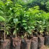 Soursop Seedlings