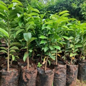 Soursop Seedlings