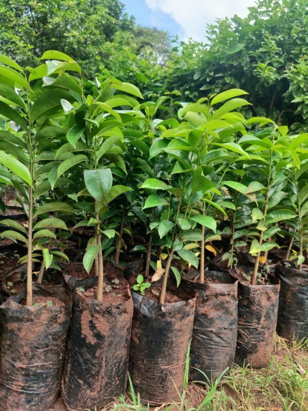 Soursop Seedlings