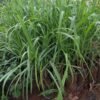 Lemon Grass