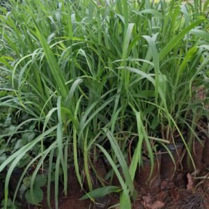 Lemon Grass