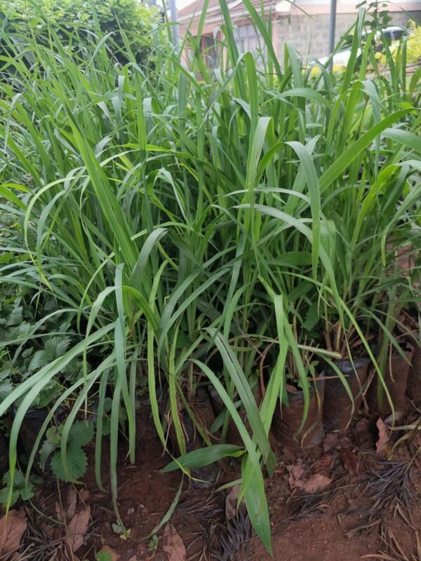 Lemon Grass
