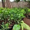 Pixie Orange Seedlings