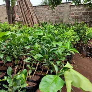 Pixie Orange Seedlings