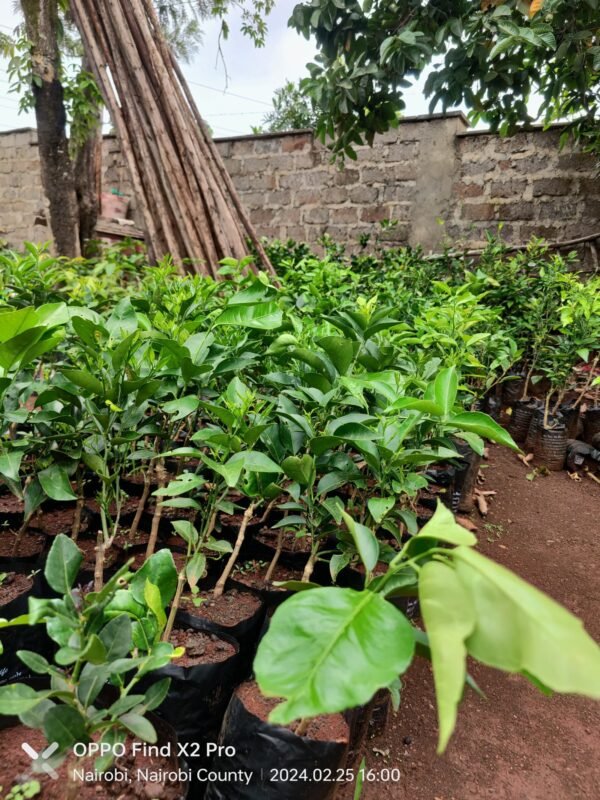 Pixie Orange Seedlings