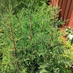 Cypress trees seedlings