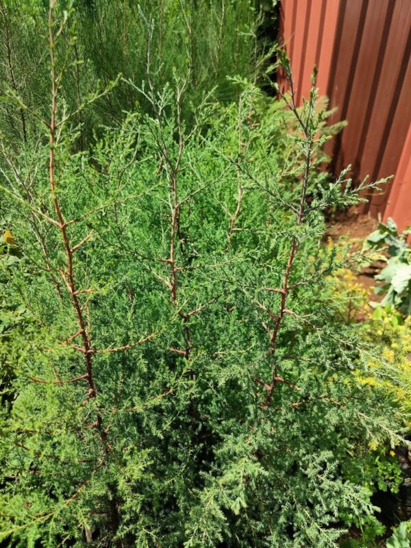 Cypress trees seedlings
