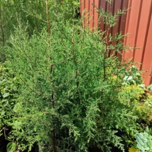 Cypress trees seedlings