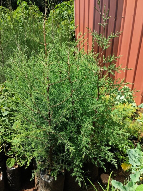 Cypress trees seedlings